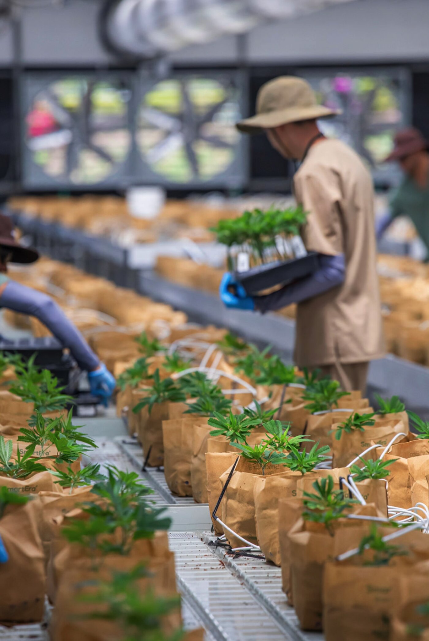 Cultivation staff moving trays of young cannabis plants inside a Hybrida Farms greenhouse.