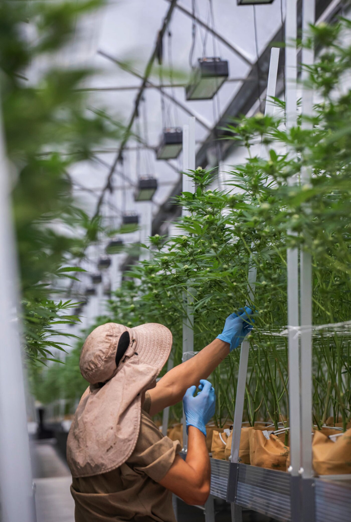 A grower inspecting the cannabis canopy in a controlled environment greenhouse.
