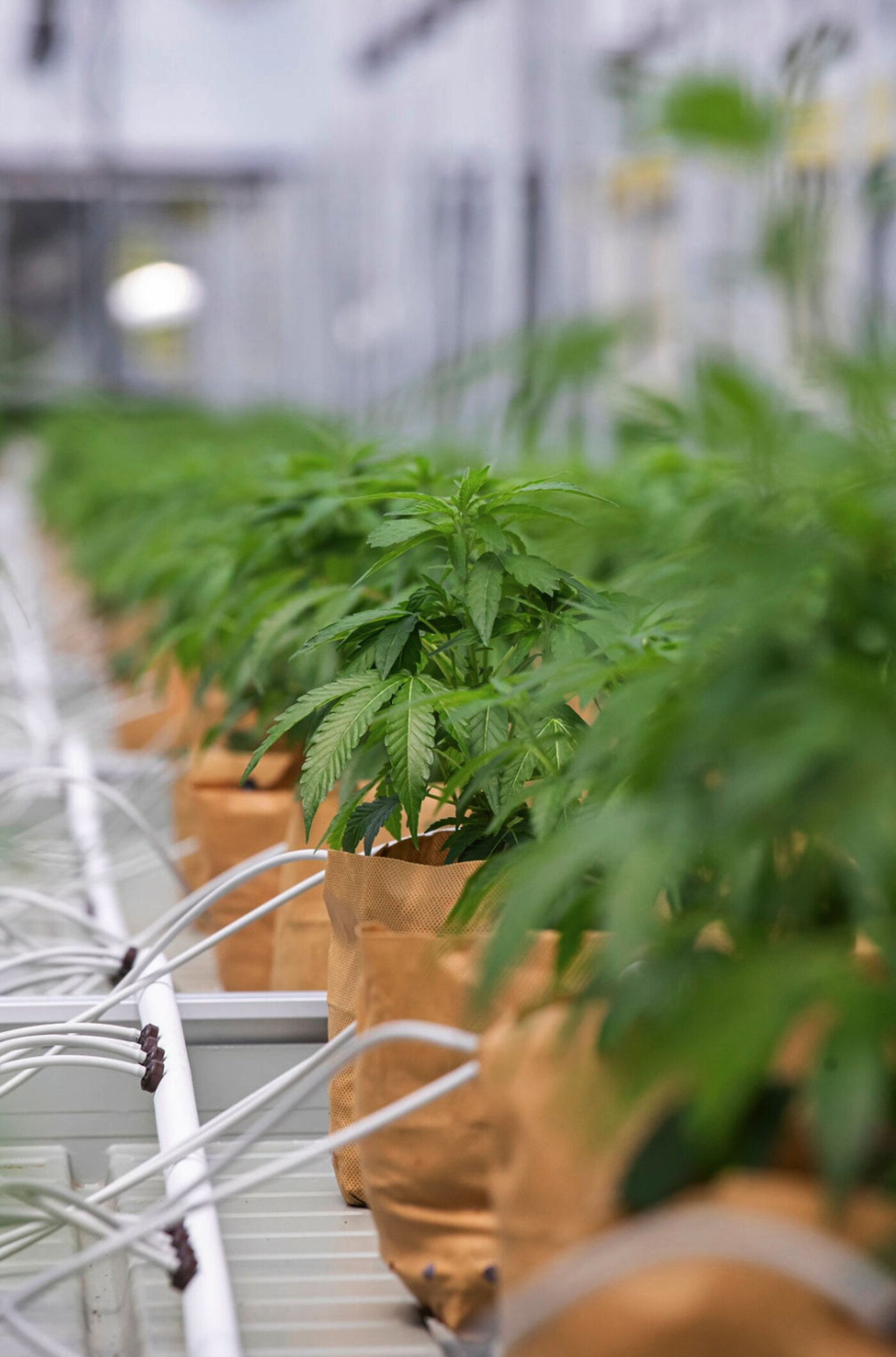 Young cannabis plants growing in a controlled environment greenhouse in Cartago, Costa Rica.