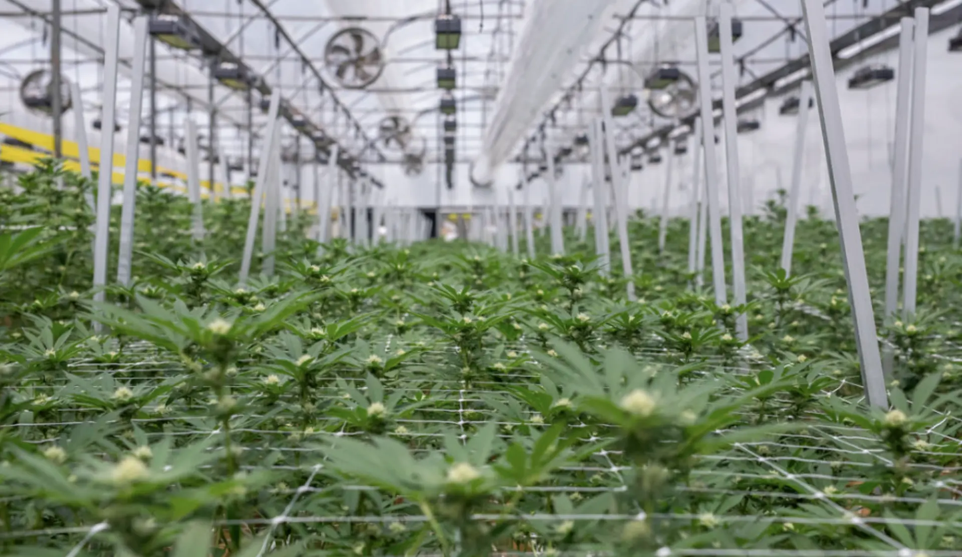 Controlled environment greenhouse at Hybrida Farms, El Tejar, Cartago.