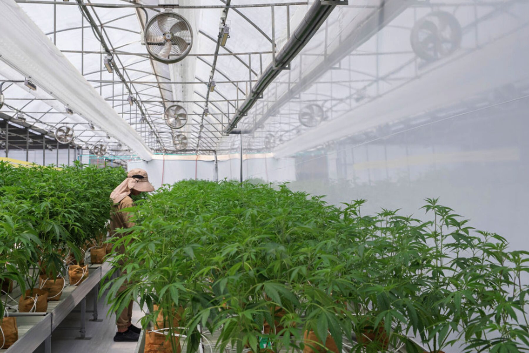 Cultivation team working among cannabis plants inside a Hybrida Farms greenhouse in Cartago.