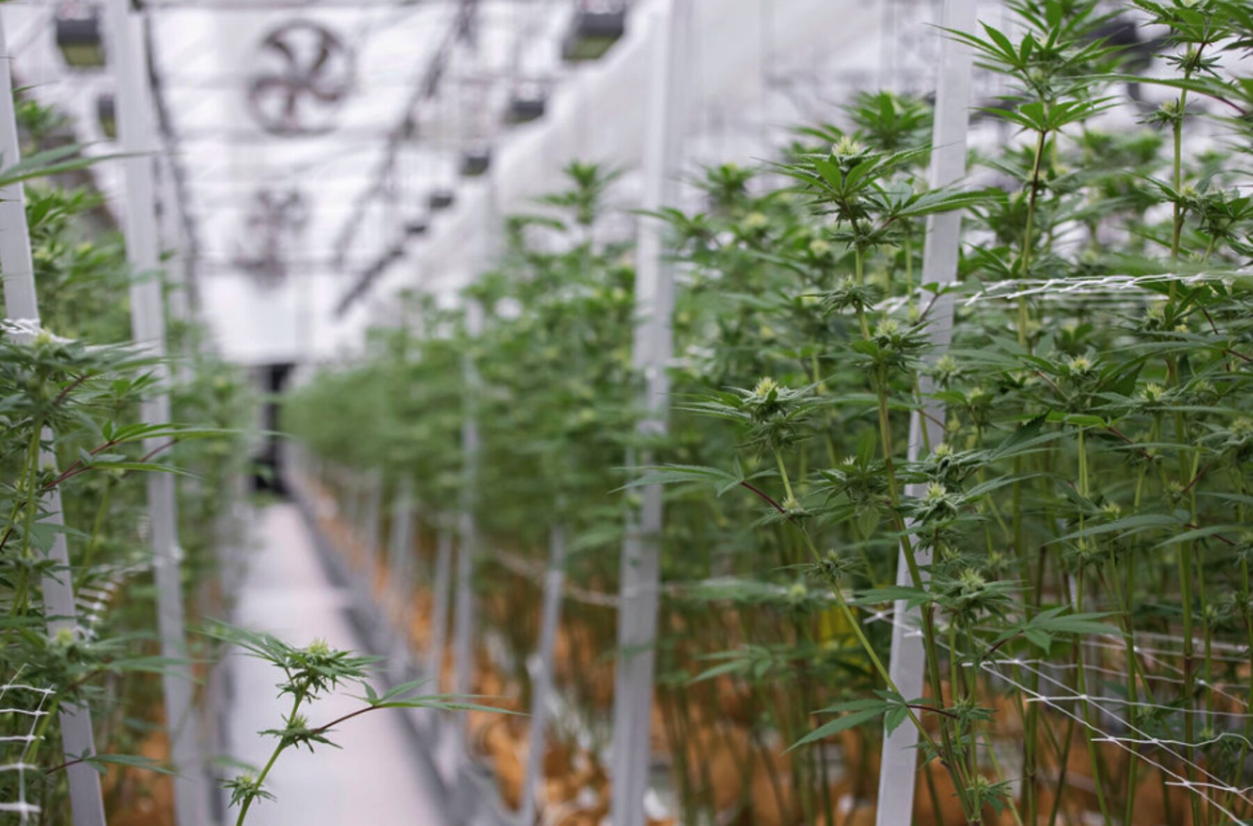 Flowering cannabis canopy under controlled conditions inside a Hybrida Farms greenhouse.