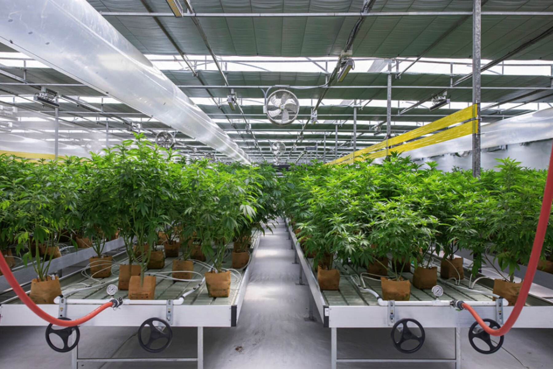 Long rows of cannabis plants under irrigation and airflow control at Hybrida Farms.